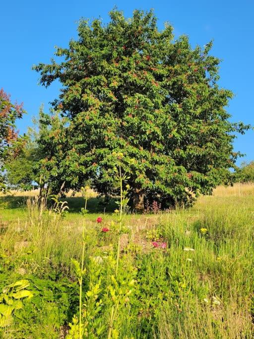 Domaine De La Charriere Sur 63 Ares - 8 Pers Grand Confort Villa Neuviller Dış mekan fotoğraf